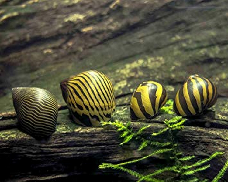 Nerite Snail ~ 1cm - 2cm